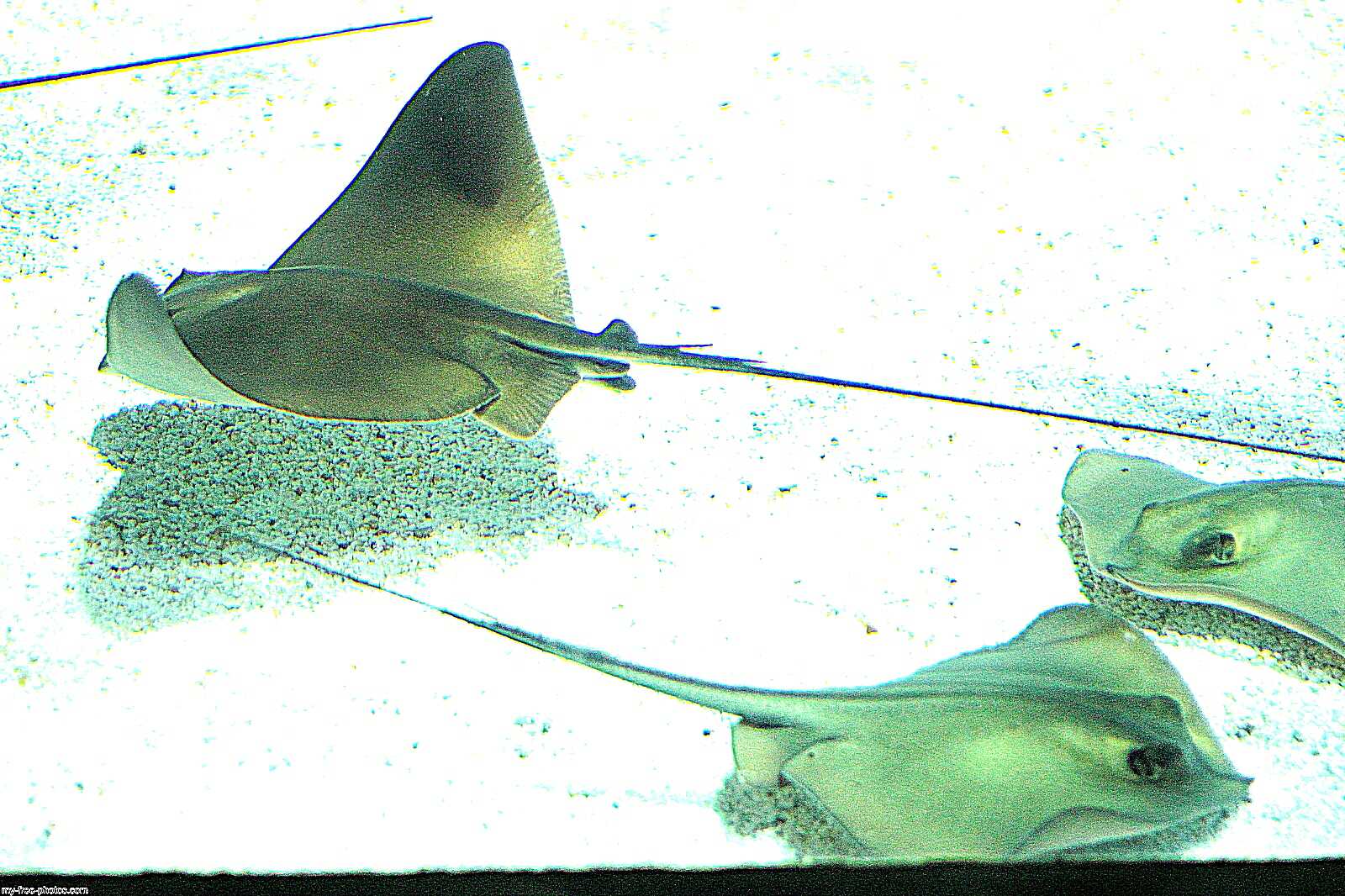 stingrays