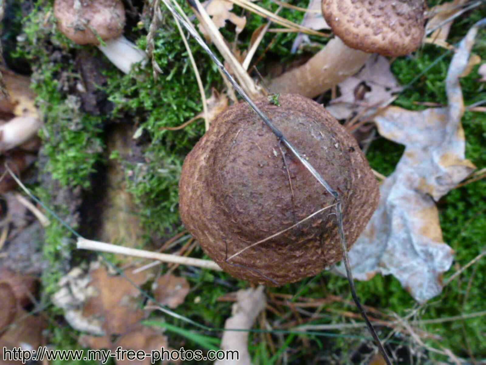 Mushroom