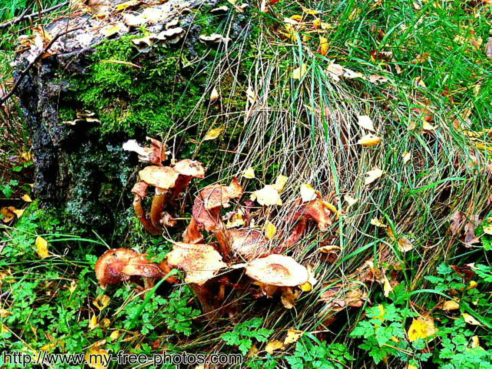 Mushroom