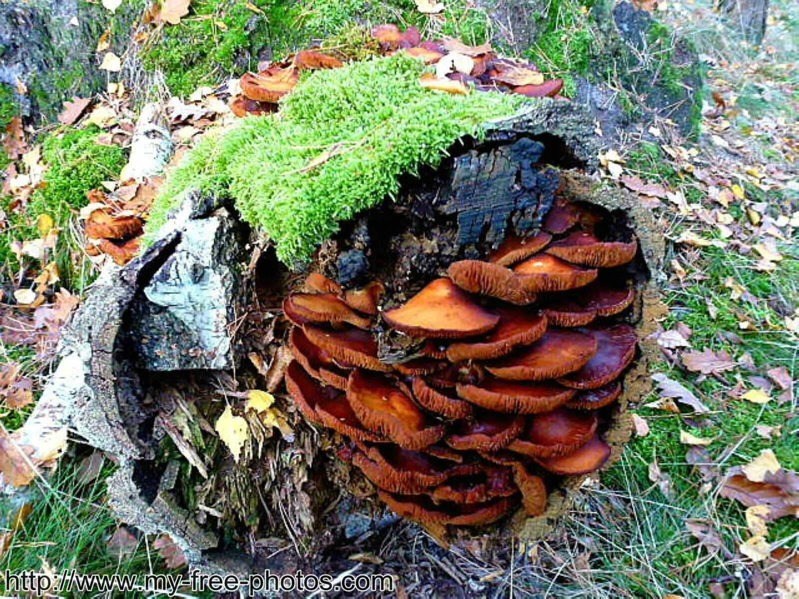 Mushroom