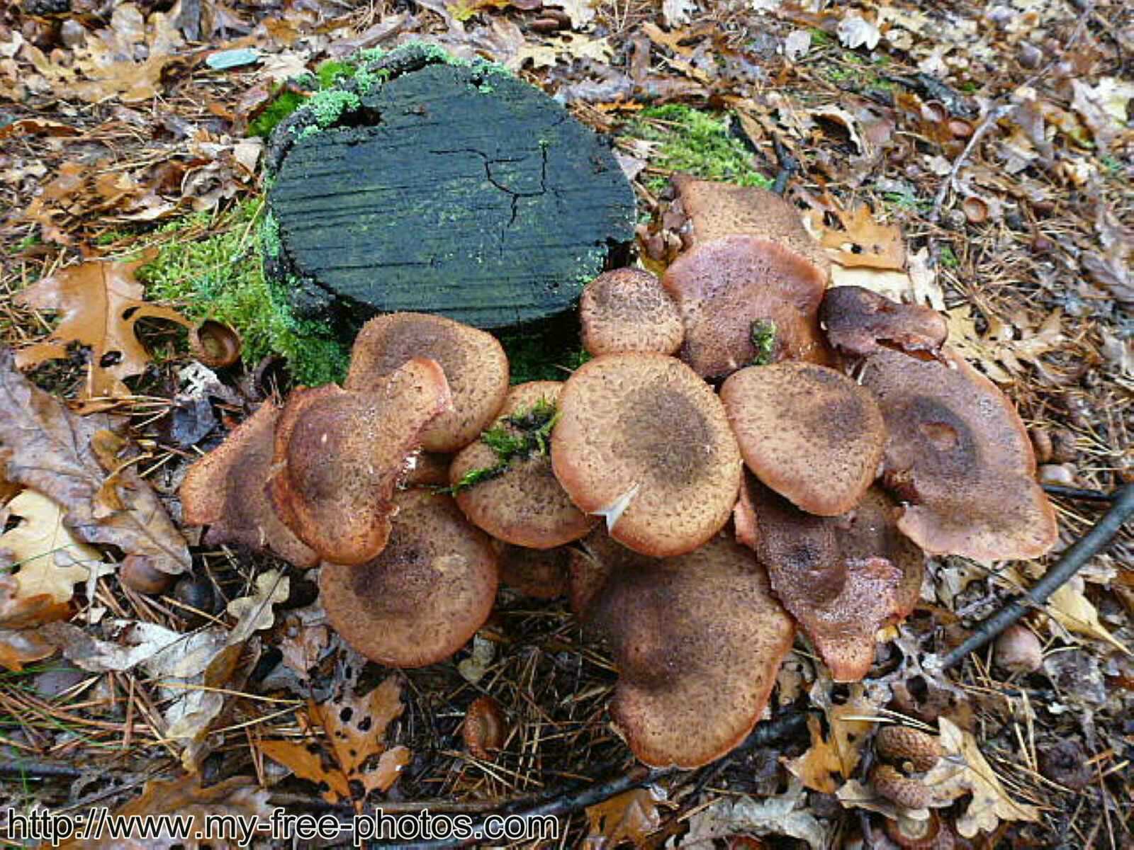 Mushroom