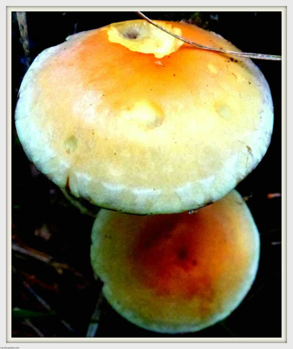 mushroom
